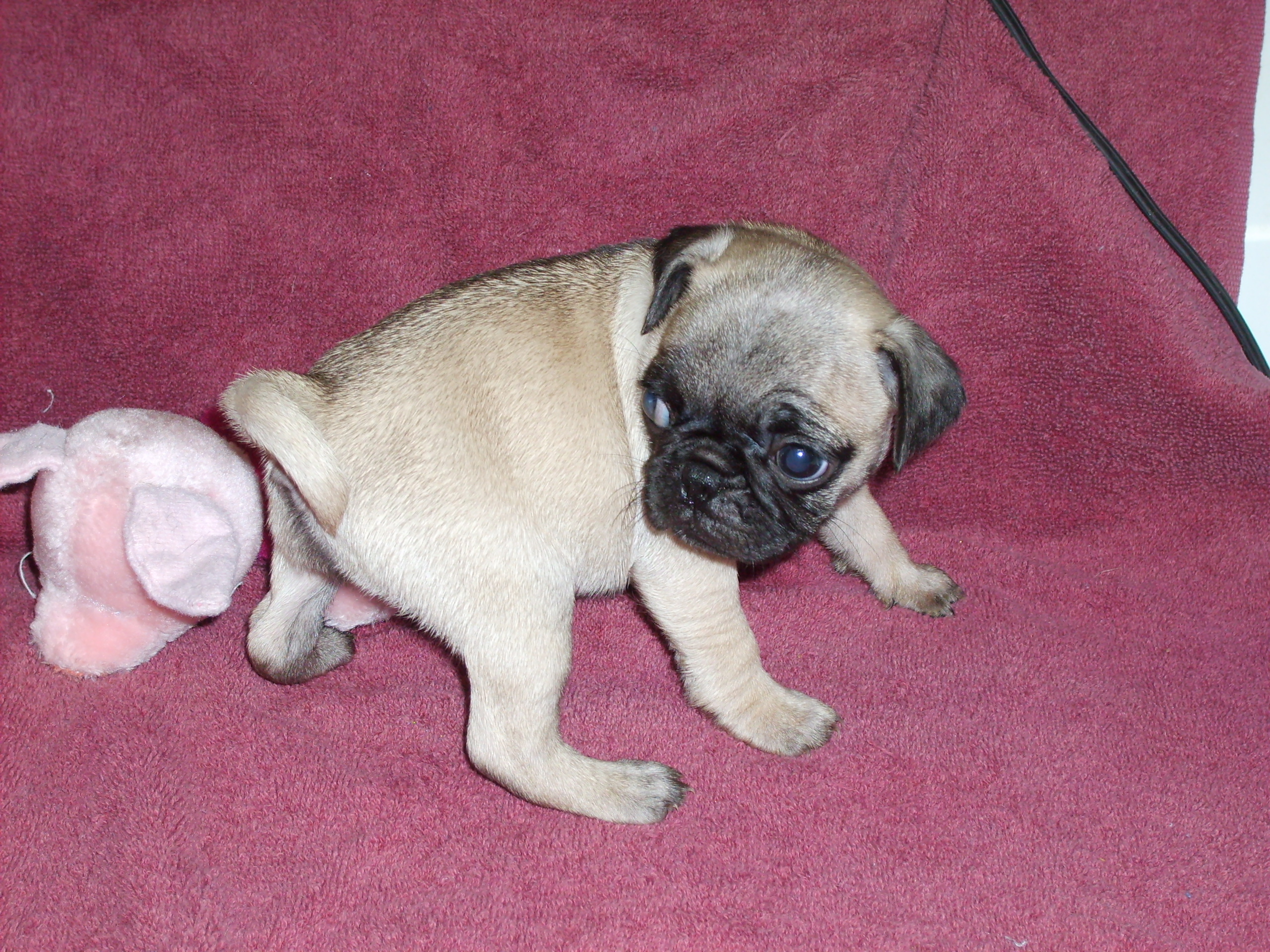 femalepugpups005.jpg