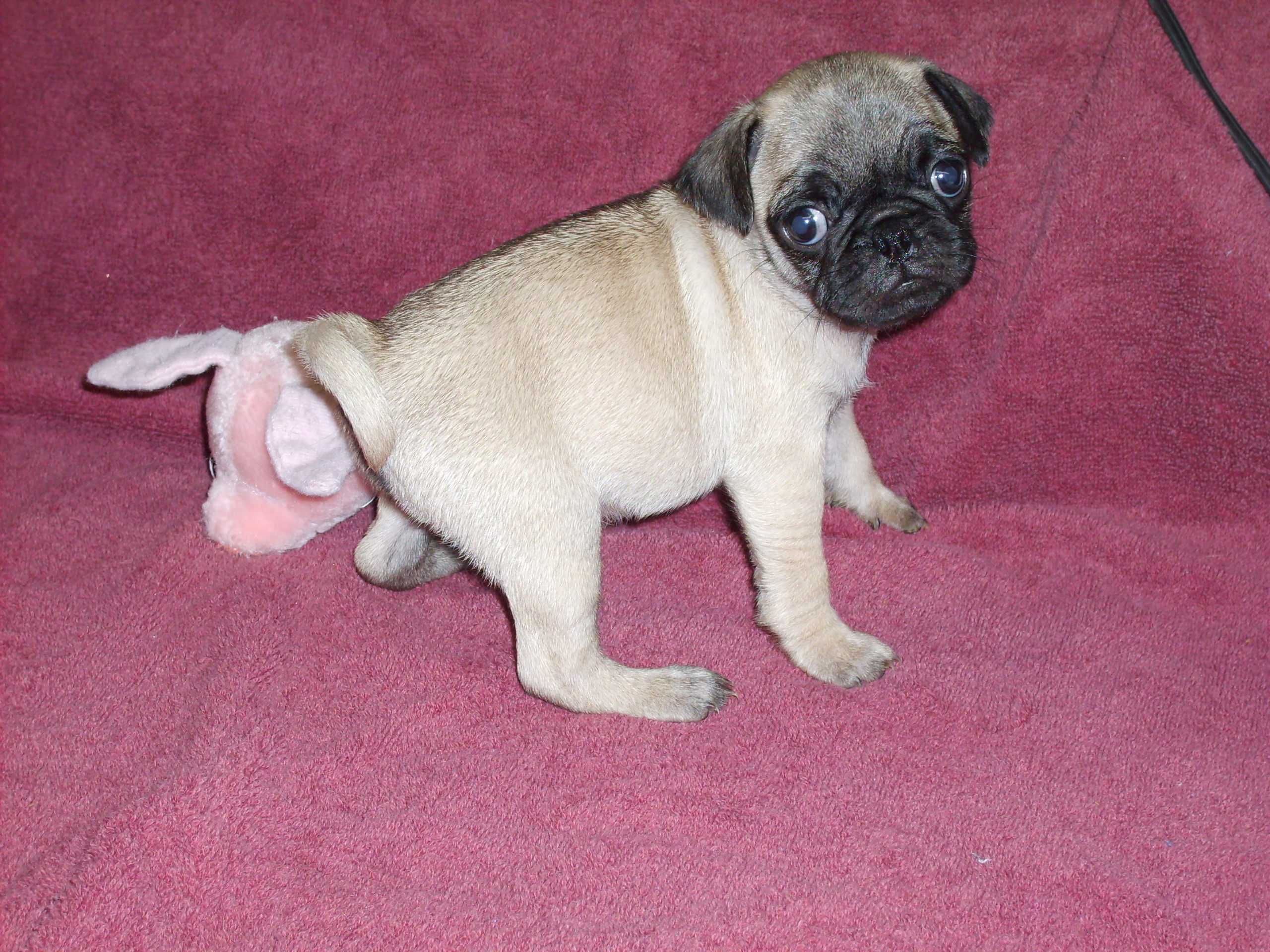 femalepugpups007.jpg