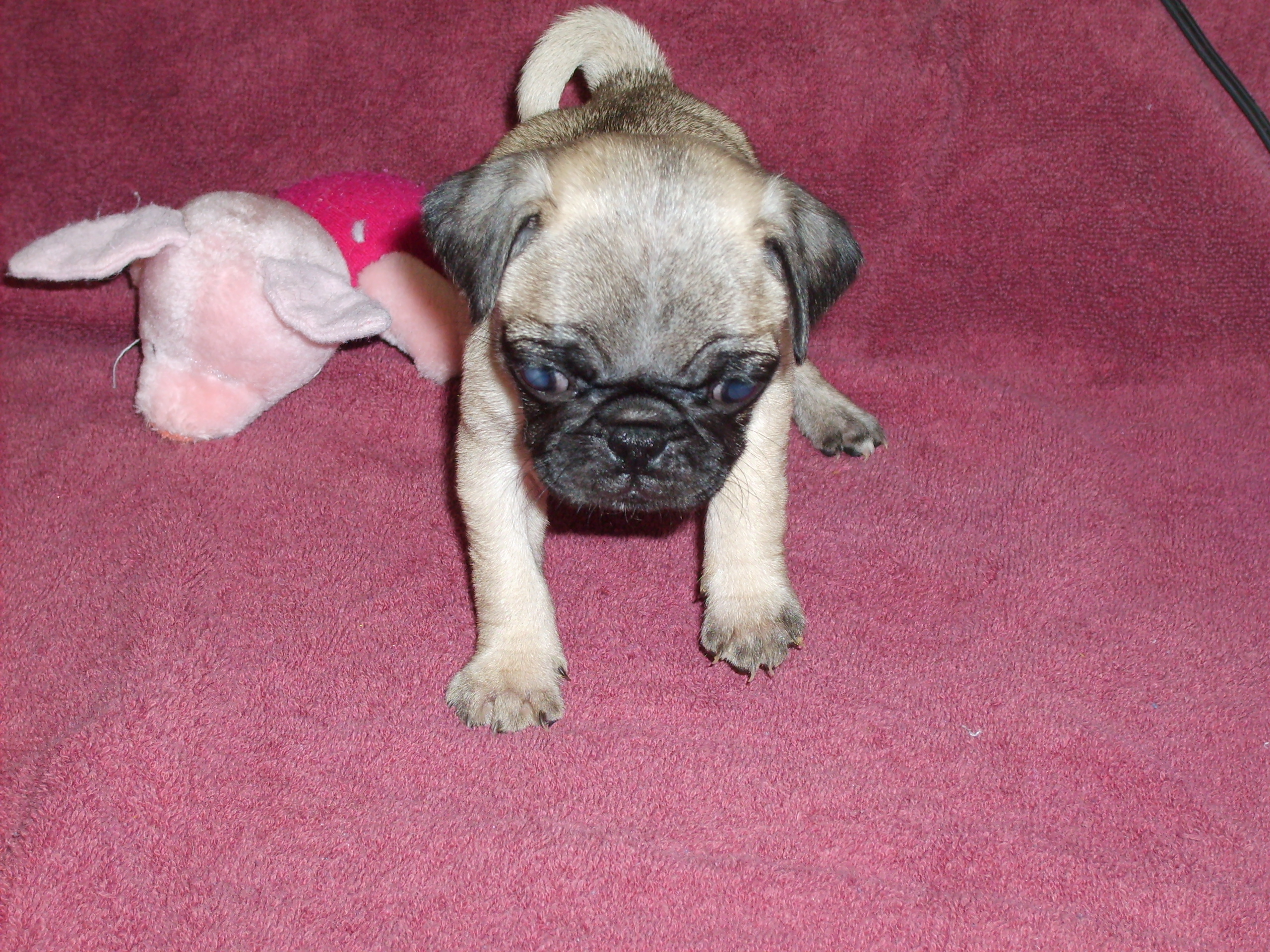 femalepugpups008.jpg